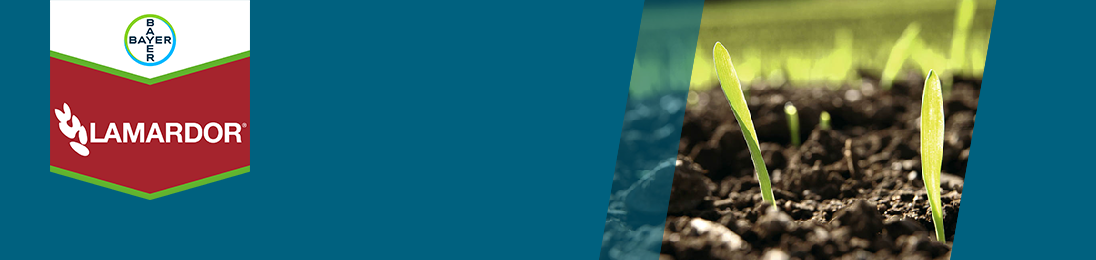 Lamardor brand tag and image of rye sprouts